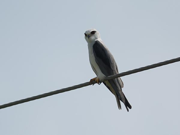 <h3><a href="/trips/srilanka/biota/animalia/chordata/aves/017 accipitriformes/004 accipitridae/elanus caeruleus/elanus caeruleus-nl.html">Elanus&nbsp;caeruleus</a> / Black‑winged&nbsp;kite / Grijze&nbsp;wouw</h3>NIKON D500 met AF-S Nikkor 300mm f/2.8G IF-ED VR II, 1/8000 sec  bij F3.2, ISO 160, afstand 19.9&nbsp;m